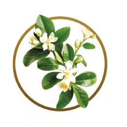 Portakal Çiçeği