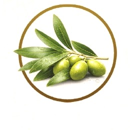 Zeytin Yaprağı